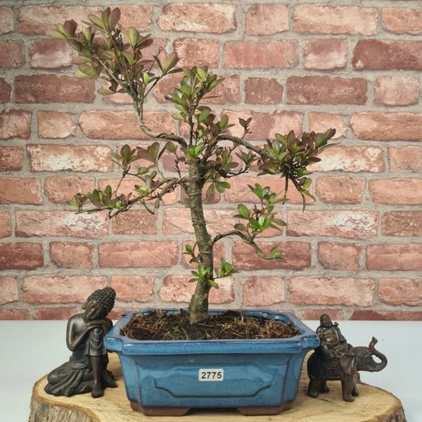 Azalea (Rhododendron) Bonsai Tree | Shaped | In 20cm Pot - Yorkshire Bonsai