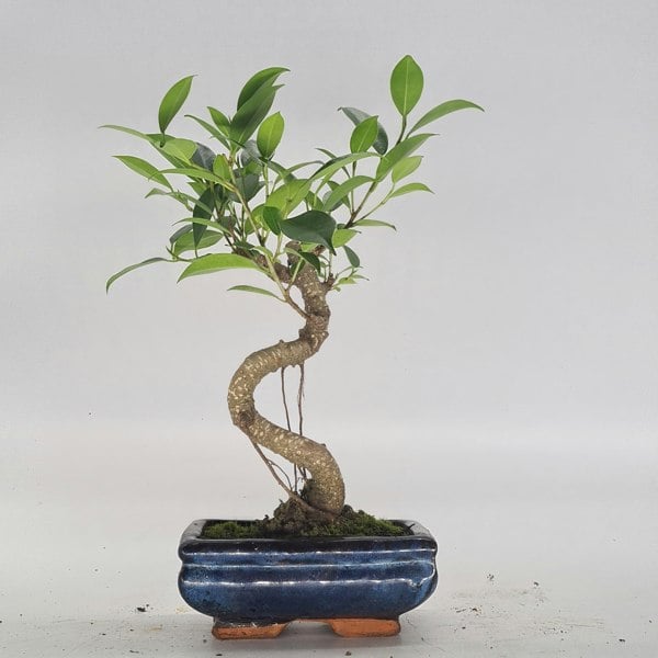 Ficus Microcarpa (Banyan Fig) Indoor Bonsai Tree | Shaped | In 15cm Pot