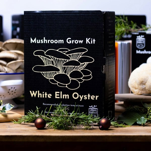 Urban Farm-It White Elm Oyster Mushroom Growing Kit