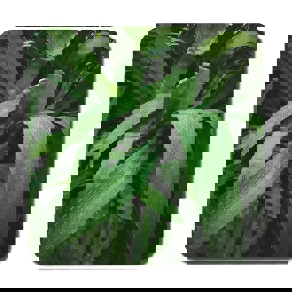 Benjamin Tate Design Tropical leaves closeup, Greenhouse, Atmospheric background, Selective focus (Coaster)