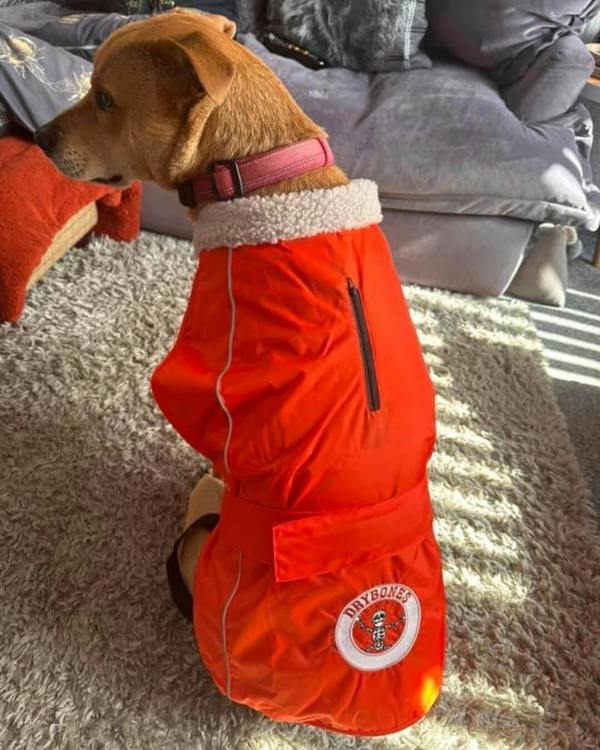 DRYBONES Waterproof Dog Coat