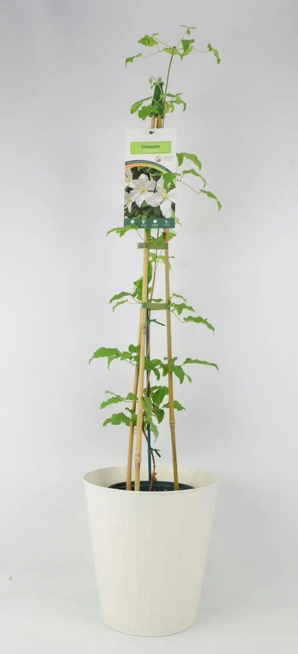Clematis Prince George 3L pot