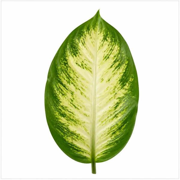 Dieffenbachia Camilla Dumb Cane 19cm Pot – Large Indoor Foliage Houseplant