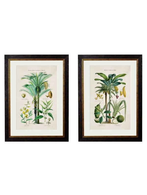Exceptional Art c.1877 Tropical Plants Used as Food and Clothing