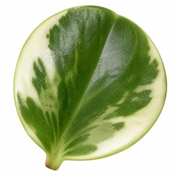 Peperomia Obtusifolia Variegated Radiator Plant 12cm Pot Plants By Post