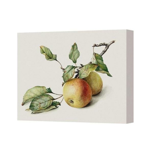 Benjamin Tate Design Apples On Branch Canvas Wall Art Print Still Life Illustration
