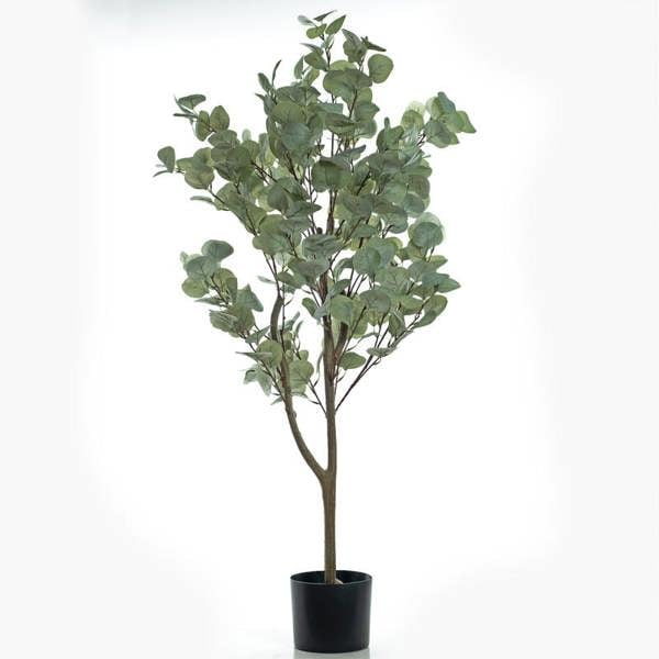 Scottish Everlastings 120cm Eucalyptus Tree