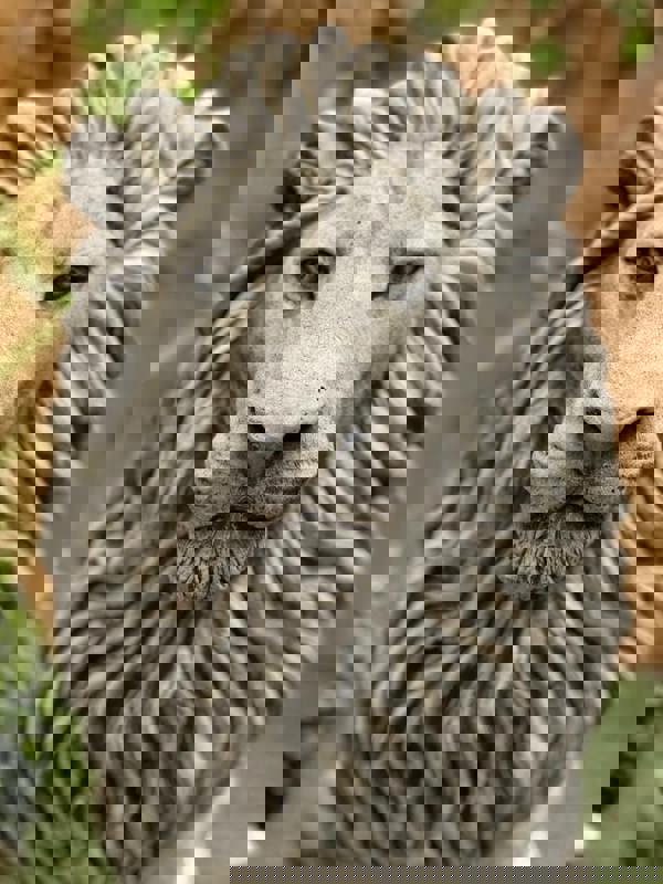 Large Sitting Regal Lion Statue for Garden