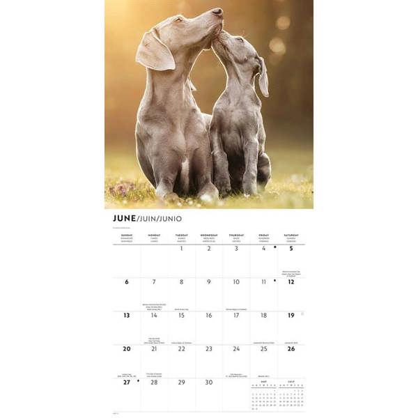 Weimaraners Calendar 2027, Wall Calendars, Month To View, Dogs, Gift