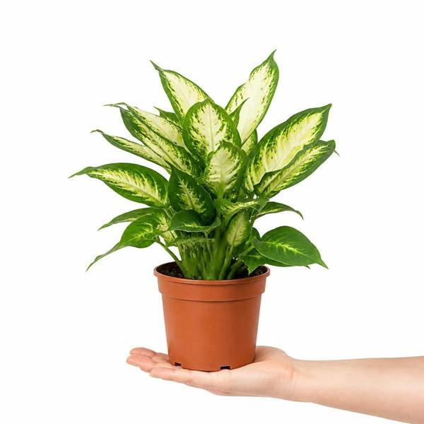 Dieffenbachia Camilla Dumb Cane 19cm Pot – Large Indoor Foliage Houseplant