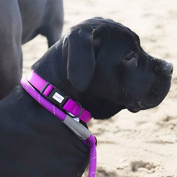 HugglePets Reflective Rope Slip Dog Lead