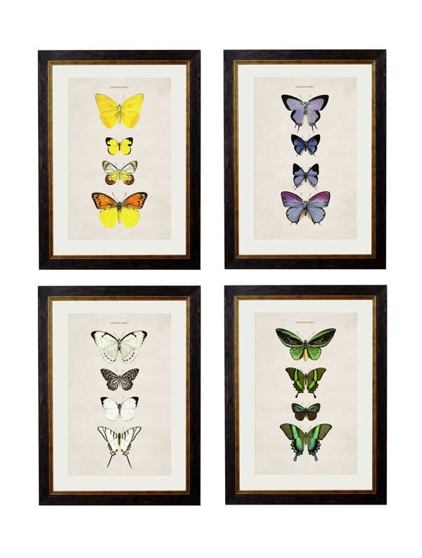 Exceptional Art c.1835 Butterflies