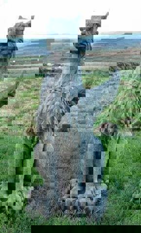 Large Winged Stone Griffin Ornament Gargoyle Gryphon Style