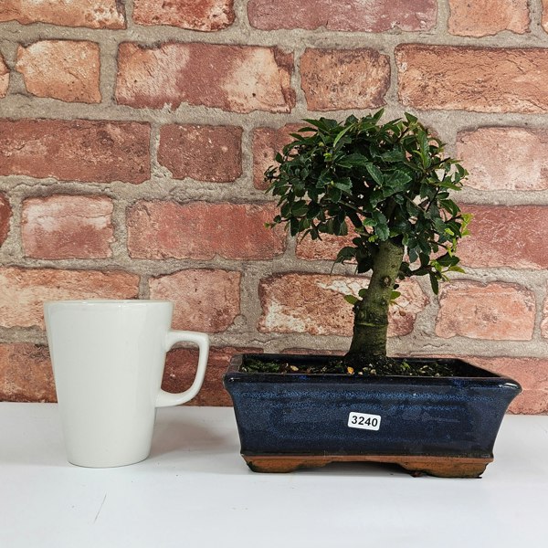 Yorkshire Bonsai Chinese Elm (Ulmus Parvifolia) Bonsai Tree | Broom | In 20cm Pot