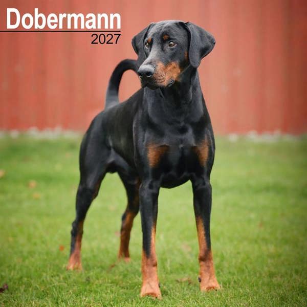 Dobermann Calendar 2027, Wall Calendars, Month To View, Dogs, Gift