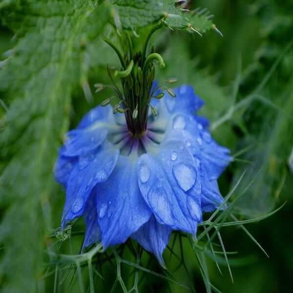 Black cumin herbs