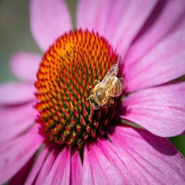 Echinacea Purpurea honey-bee Heirloom Echinacea Purpurea Seeds