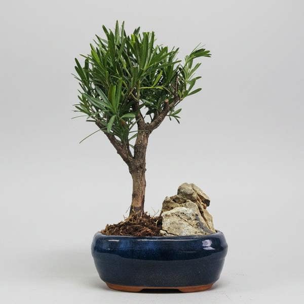 Yorkshire Bonsai Buddhist Pine (Podocarpus Micro) Bonsai Tree | Broom | In 16cm Pot With Rock