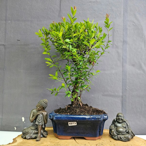 Yorkshire Bonsai Brush Cherry (Syzygium) Bonsai Tree | Broom | In 15cm Pot