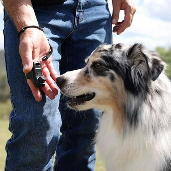 EzyDog Command Training Clicker