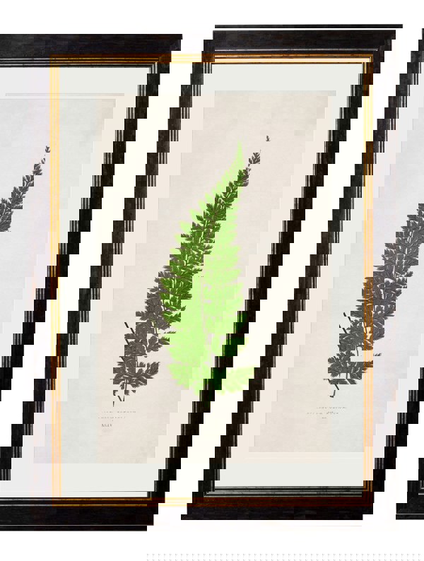 Exceptional Art c.1864 Collection of British Ferns