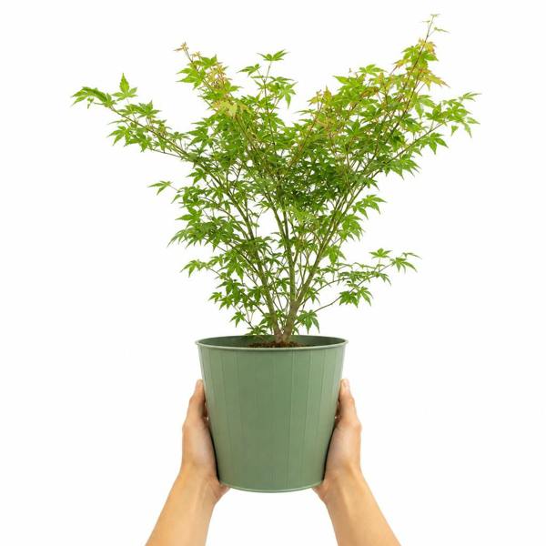 3L Acer Green Leaf in Pot Outdoor Tree for Patio & Garden