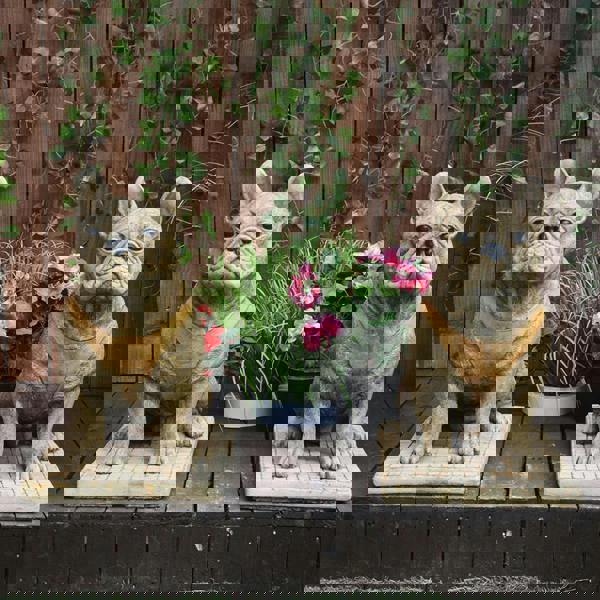 Pair of Life Size French Bulldog Statues