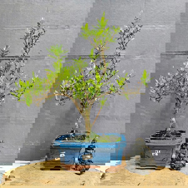 Yorkshire Bonsai Azalea (Rhododendron) Bonsai Tree | Shaped | In 15cm Pot