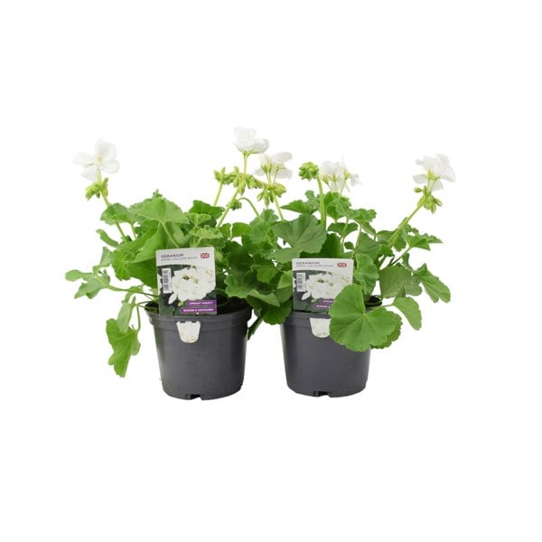 Geranium Zonal Calliope 1L White x 2