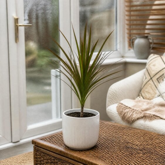 Dracaena Marginata Dragon Tree - 12cm Tropical Houseplant - Glossy White Ceramic Pot - 1
