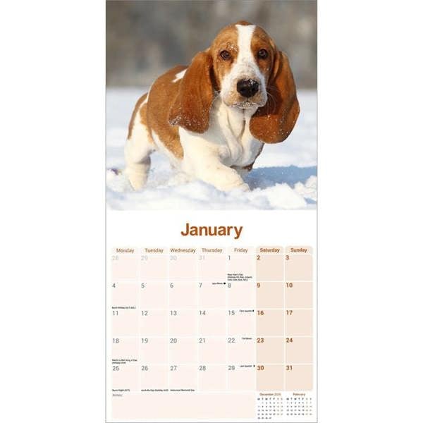 Basset Hound Calendar 2027, Wall Calendars, Month To View, Dogs, Gift