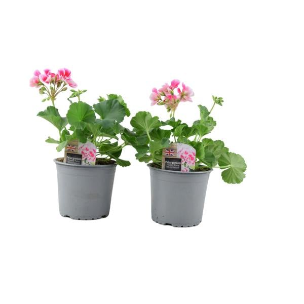 Zonal Geranium Upright Mixed Colours – Set of 2 x 1L Potted Plants Plants By Post