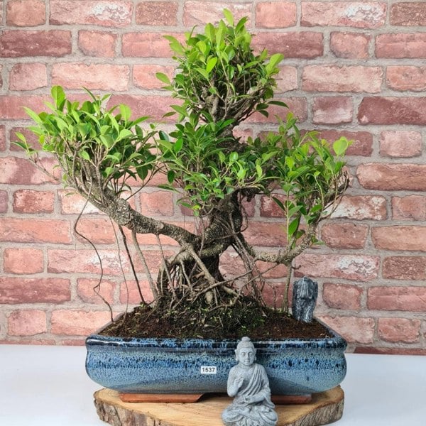 Ficus Microcarpa (Banyan Fig) Large Indoor Bonsai Tree | Shaped | In 35cm Pot - Yorkshire Bonsai