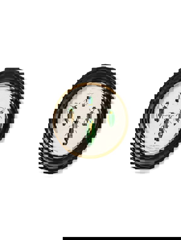 Exceptional Art c.1836 Beetle Plates - Round Frame