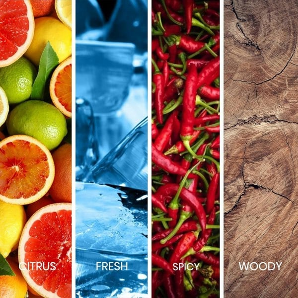 Sapil Solid 100ml EDT Mens scent profile featuring citrus, fresh, spicy, and woody notes