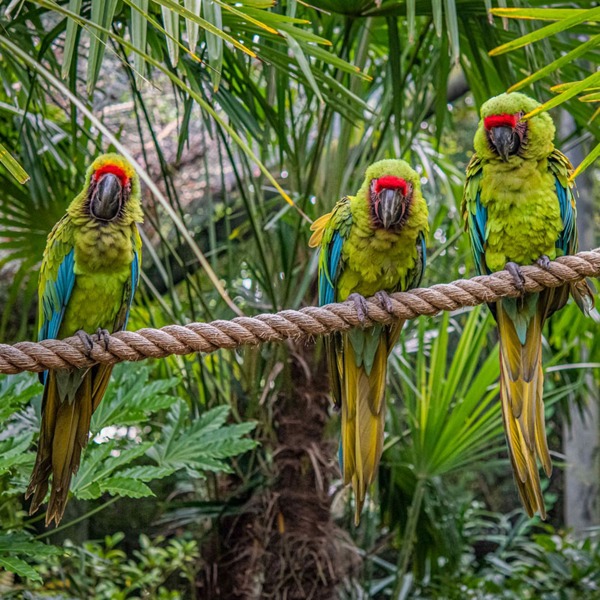 Virgin Experience Days Family Visit to Chester Zoo for Two Adults and Two Children