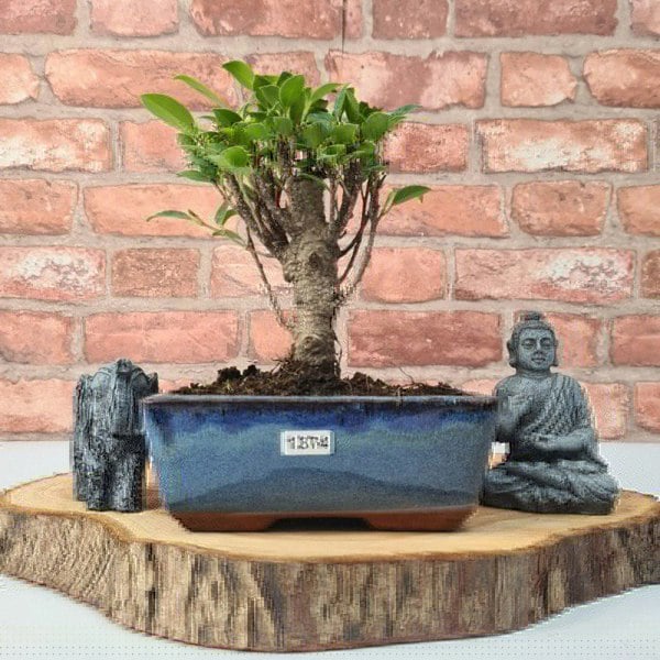 Ficus Microcarpa (Banyan Fig) Indoor Bonsai Tree | Broom | In 15cm Pot - Yorkshire Bonsai