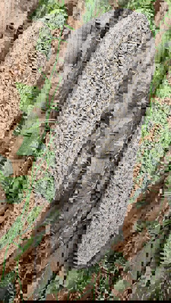 Stone Cast Jurassic Design Wall Plaque