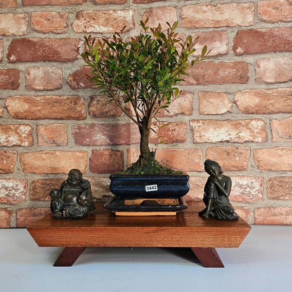 Yorkshire Bonsai Brush Cherry (Syzygium) Bonsai Tree | Broom | In 15cm Pot