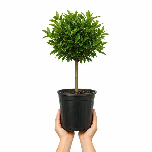 5L Calamondin Tree – Indoor & Outdoor Citrus in Decorative Pot