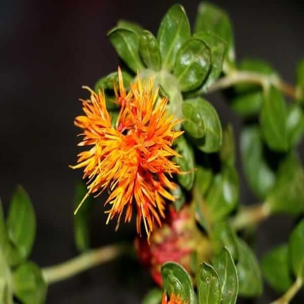 Bulk Safflower Seeds