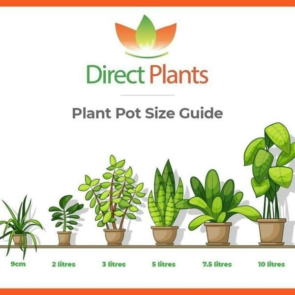 Direct Plants 5 Mixed Apple Fruit Trees 4-5ft Tall By Direct Plants