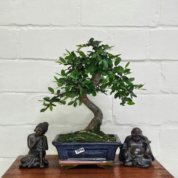 Yorkshire Bonsai Chinese Elm (Ulmus Parvifolia) Bonsai Tree | Shaped | In 15cm Pot