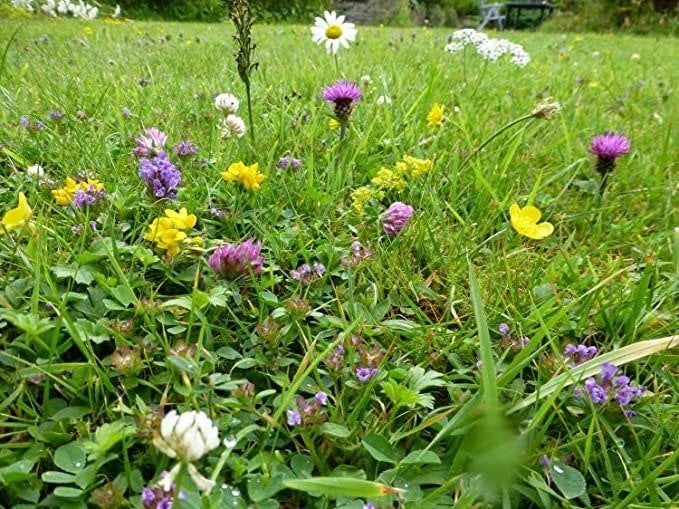 wildflower habitat seed