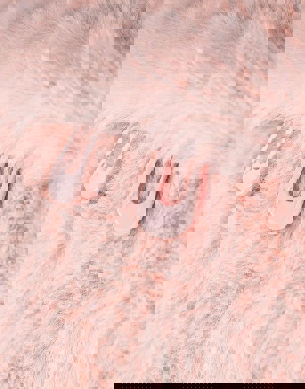 Barbie Womens Pink Furry Backpack (One Size)