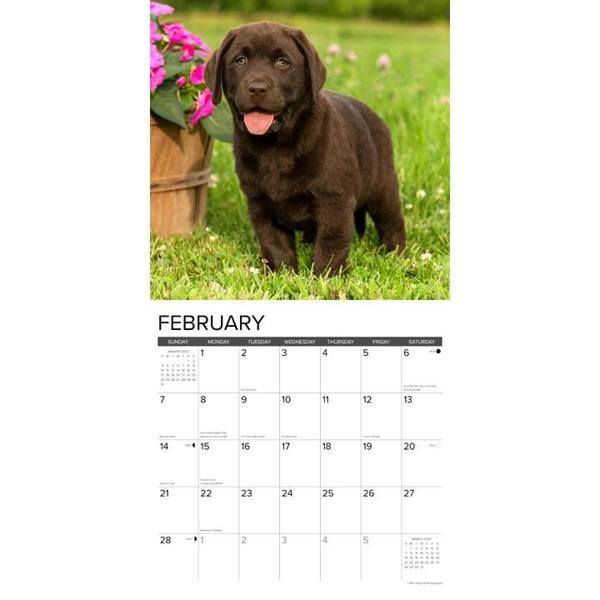 Lab Puppies Calendar 2027, Wall Calendars, Month To View, Dogs, Gift