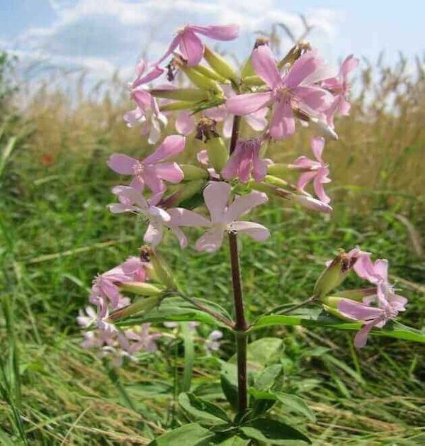 saponaria-officinalis-seeds