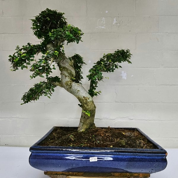 Yorkshire Bonsai Large Chinese Elm (Ulmus Parvifolia) Bonsai Tree | Shaped | In 40cm Pot