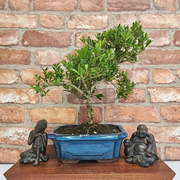 Yorkshire Bonsai Japanese Holly (Ilex Crenata) Bonsai Tree | Shaped | In 20cm Pot