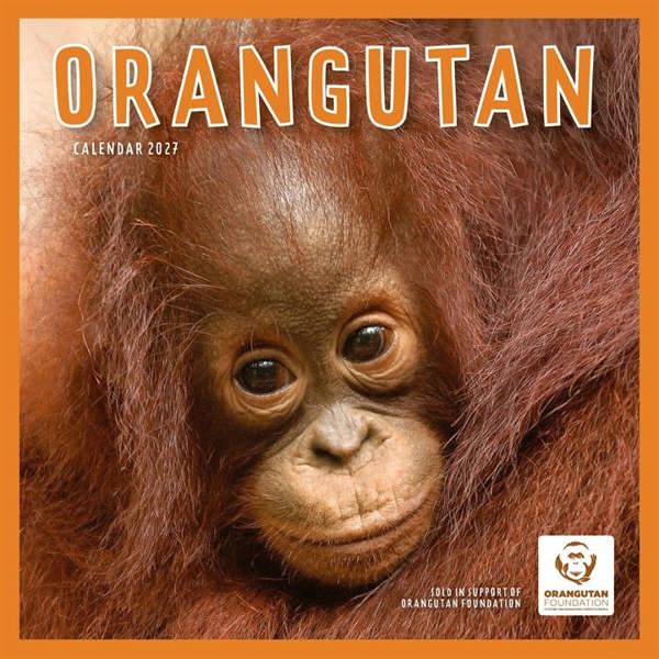 Orangutan Calendar 2027, Wall Calendars, Month To View, Animals, Gift